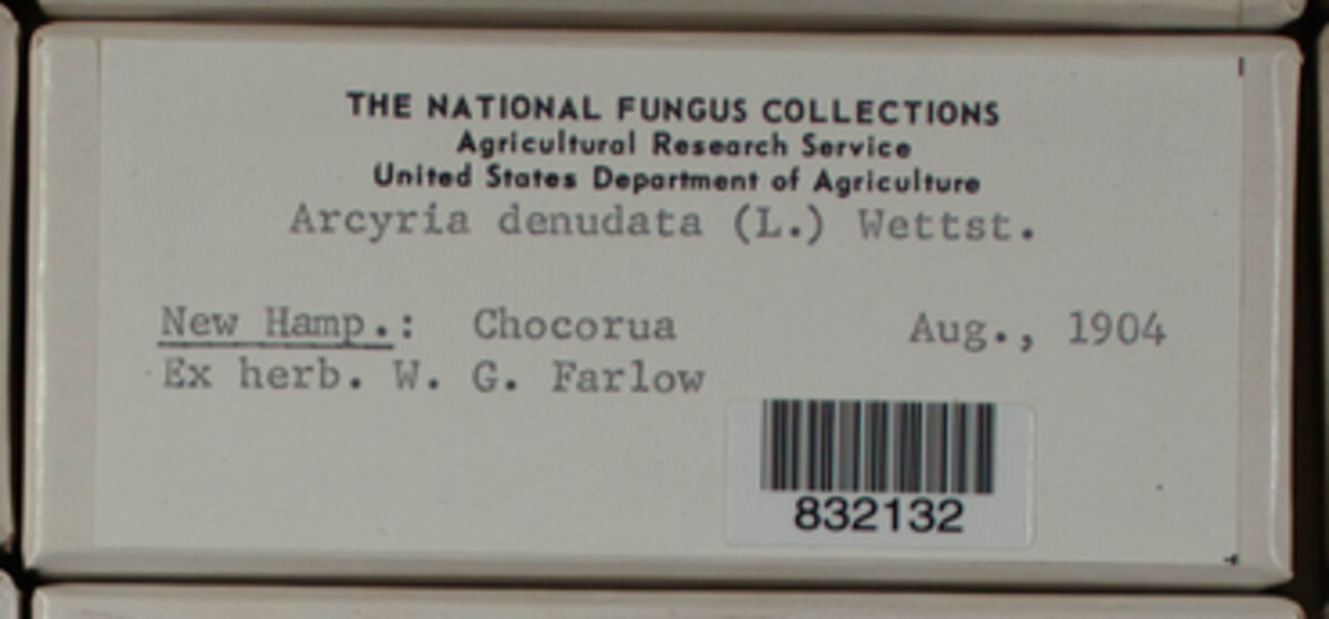Arcyria denudata image